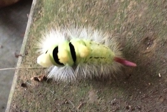 caterpillar